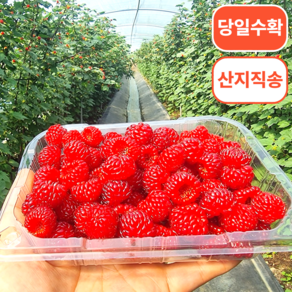 [당일수확] 산지직송 생과 산딸기, 1개, 250g(1팩)