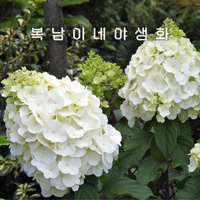 hydangea 매지컬 몽블랑 [1포트 복남이네야생화 모종 목수국], 1개