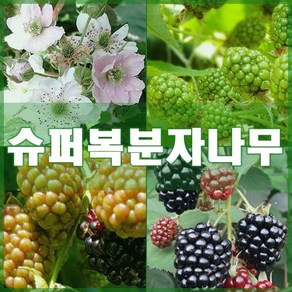[현대조경농원]슈퍼복분자나무 묘목 블랙베리 3년생 결실주, 1개, 분묘