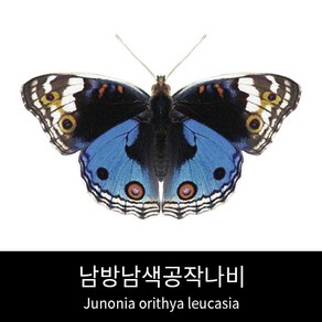 남방남색공작나비표본 Junonia oithya leucasia