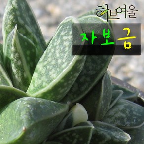 [허브여울다육] 자보금 지름 9cm 소품 다육화분 (상토와 마사만 사용), 2개