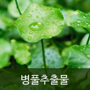 천연사랑 병풀추출물, 100ml, 1개