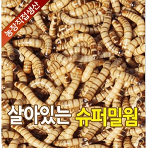 성충 안되는 살아있는 슈퍼밀웜 1cm ~ 6cm 50마리 부터 2000마리 판매 파충류 도마뱀 먹이 안전포장, 2-3cm 500마리, 1개, 1g