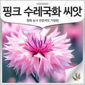 핑크 수레국화 씨앗 분홍색 꽃씨 종자 수레국화씨 100알