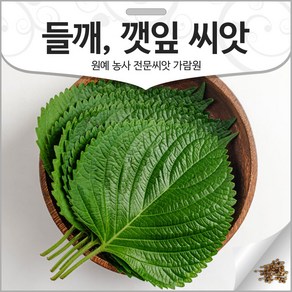 깻잎 씨앗 들깨 종자 깻잎씨 잎들깨 씨 쌈채소 1000알, 1개