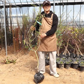 루비산사나무 묘목 3년생 봄꽃나무 원예 가든 조경수 정원수 공원수 경관수 관상수 반려나무