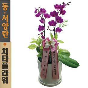 치타플라워 서양란 만천홍 미니 호접 [p04-0505] 승진 축하 개업 결혼 기념일 화분 서양난 동양난 동양란 전국 배송