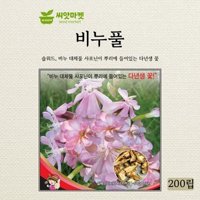 세계종묘 비누풀 다년생 씨앗 200립, 1개