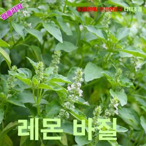 팝플라워 레몬바질 Lemon Basil 씨앗 30립 정원 마당 텃밭 카페 상가 가게 화분 창가 뷰 데코, 1개