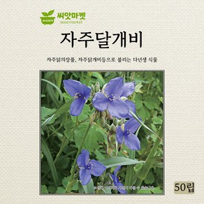 다농 자주달개비 씨앗 50립, 1개