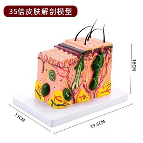 인체 피부 모형 입체 확대 피부과 해부도 모낭 조직, 1개, 35배