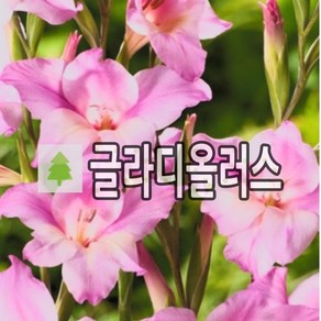 글라디올러스 꽃구근 차밍레이디 15개묶음, 15개