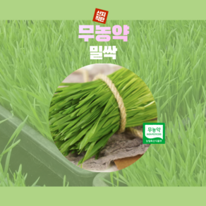 [산지직송] 밀싹 무농약 유기농 상토 재배 어린밀싹 엽록소의 왕 해독제 항암물질 간 건강 개선 소화불량 도움 녹색 변비약 슈퍼푸드 피부미용, 1박스, 600g