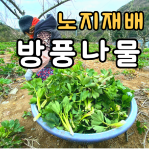 노지에서 키운 봄나물 향긋한 방풍나물, 1개, 500g