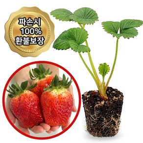 [배송중 파손시 100% 보상]킹스베리/딸기모종 화분 (지름 10cm), 3개