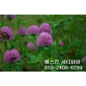 레드 크로바씨앗 종자 1kg/발아율 80%이상 무료배송/붉은토끼풀 야생화씨앗