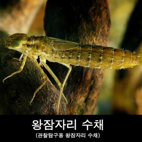 왕잠자리수채/잠자리키우기/왕잠자리관찰수채