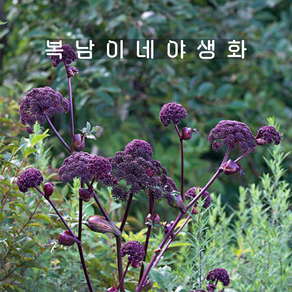 토종 참당귀꽃 [3포트 복남이네야생화 모종 약용식물 산야초 당귀꽃 토종식물], 3개