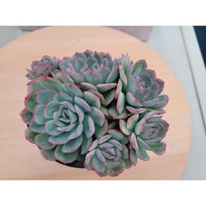 [청담다육] 스트로베리아이스 다육이 (랜덤배송), 1, 1개