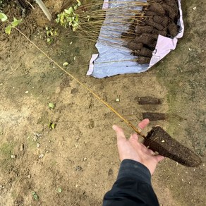 [모든원예조경] 자작나무 묘목 (잭큐몬티) 플러그묘 자작나무, 1개