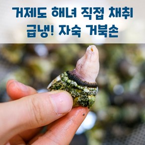 거제도 자연산 급냉 자숙 거북손, 1개, 1kg