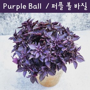 퍼플 볼 키작은 바질키우기 Puple Ball Dwaf Basil 바질 키우기세트 교육용 체험용