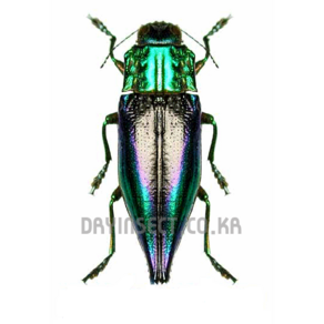 (Cyphogasta calepyga) 카레피가무지개비단벌레 [E-390] 곤충표본, 20~25mm, 1개
