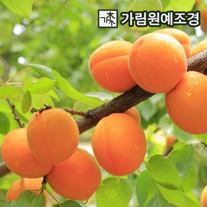 살구나무 왕살구 R4cm/R5cm 하코드 묘목 분묘 결실주 유실수 가림원예조경, 왕살구(하코드) R5cm결실주, 1개