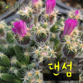 [허브여울선인장] 다육 댄섬(덴섬) 지름 9cm 소품화분