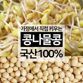 진도장모와 서울큰사위 국산 콩나물콩 집에서 간편 재배 노란콩 24년 11월 햇콩 잡곡콩 가능, 1개, 1kg