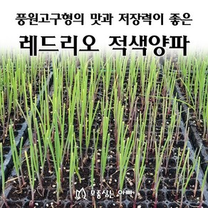 [모종심는아빠] 풍원고구형의 맛과 저장력이 좋은 레드리오 적색양파 모종, 200개