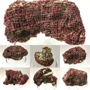 데코산호 바다속산호-붉은산호 홍산호 (사이즈약 12cm 이하 -랜덤1개 ) 장식스톤 이쁜스톤 붉은돌 붉은산호 데코스톤 장식돌 데코소제 홍산호 청산호 데드락