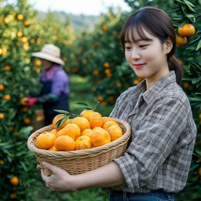 제주 제철의맛 고당도 효돈 감귤 5kg 10kg 가정용, 1박스, 10kg 중대과(L~2L)