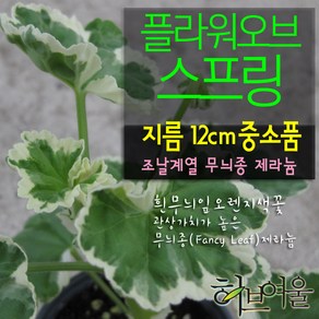 [허브여울제라늄] 플라워오브스프링 (유럽제라늄/펜시리브/흰무늬종) 지름 12cm 중소품화분, 1개