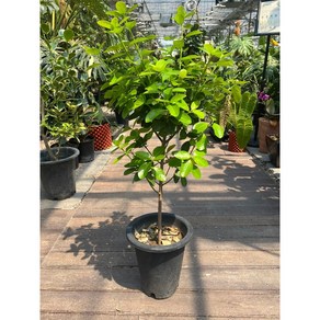 황금사철 외목대 대략 100cm 스마일화훼유통, 1개, .