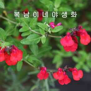 체리세이지 [4포트 복남이네야생화 모종 허브 살비아 세이지 salvia sage]