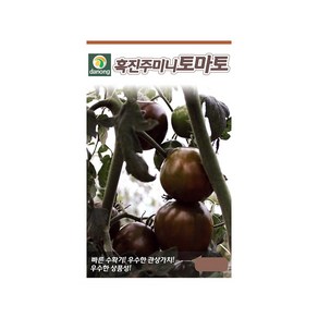 (DN) 흑진주 미니 토마토 씨앗(50립), 1개