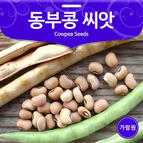 동부콩 씨앗 동부콩 종자 콩씨앗 콩 종자 콩씨 30g, 1개