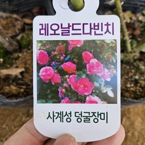 [새싹에서 나무까지] 사계 줄장미 (레오나르도 다빈치) 개화주 (포트묘), 1개