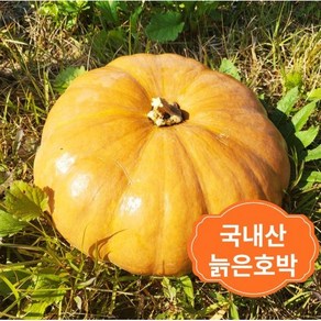 호박 맷돌호박 늙은호박 호박 호박죽 2kg~6kg이상, 5KG 이상 1통, 1개