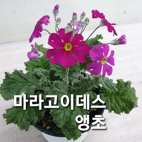 층층앵초/삼단앵초/마라고이데스앵초, 층층앵초 마라고이데스 삼단앵초, 1개