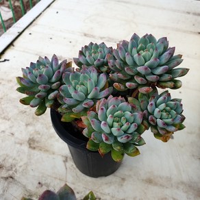 [수암다육] 블루엘프 랜덤발송 Echeveria 'Blue Elf' 랜덤발송 다육 다육이 다육식물 218