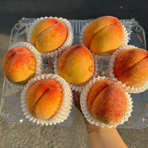 [올해 첫 수확] 국내산 초고당도 말랑이 황도 복숭아 특품, 1개, 500g