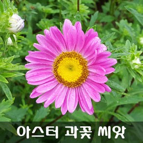 [해피플라워] 과꽃 씨앗 1g(약 600립) / 봄 파종 꽃씨