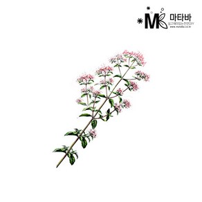 마타바 에센셜오일 NO.26 마조람 10ml, 1개