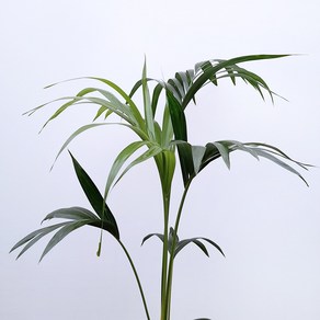 꽃파는농부 - 멋스러운 잎이 매력적인 공기정화식물 켄차야자(겐차)(높이 100cm내외), 1개