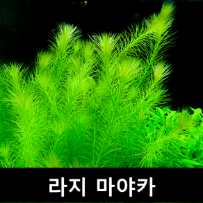 [수초몰] 라지 마야카 / 초보자수초 자연수초, 3촉, 1개