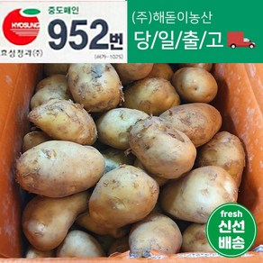 해돋이농산 국내산 강원도감자 햇감자 수미감자 특 3kg 5kg 10kg