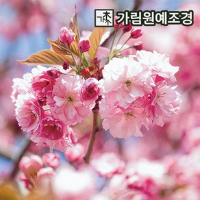 겹벚나무 R3 분묘 가림원예조경, 겹벚나무 접목1년특묘(2개세트), 1개