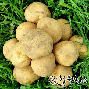 청원농산 하우스 햇감자 수미감자, 3kg (왕특), 1개